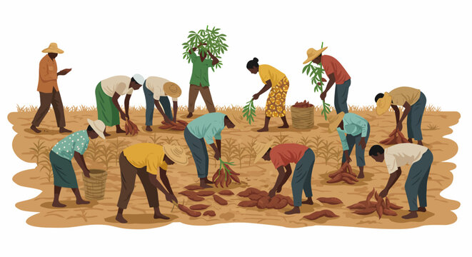 Farmers harvesting dark tuberous root vegetables in a dry field