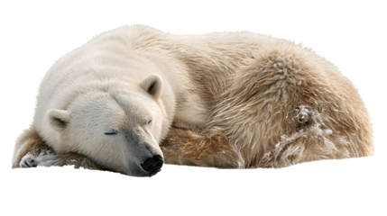 Peaceful polar bear sleeping soundly curled up sweet dreams on transparent background