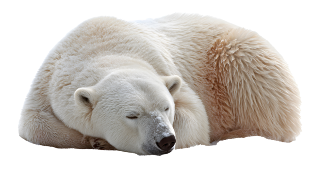 Peaceful polar bear sleeping soundly curled up sweet dreams on transparent background