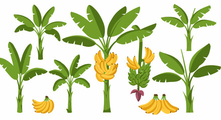 Illustration of various green banana plants with bunches of yellow and green fruit © Faisal