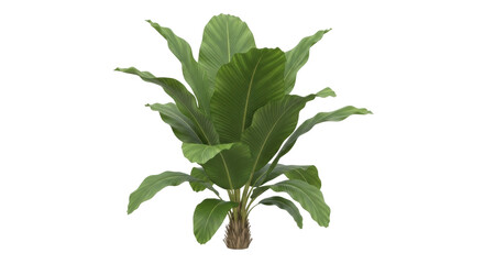 Isolated plant with broad green leaves and textured trunk, nature, natural, botanical