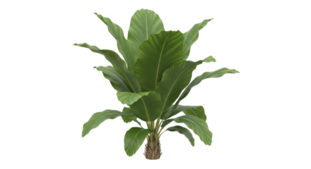 Isolated plant with broad green leaves and textured trunk, nature, natural, botanical