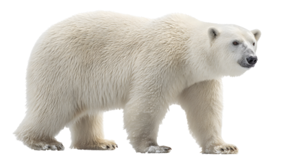 Polar bears, isolated transparent background
