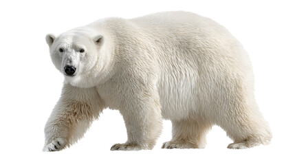 Polar bears, isolated transparent background
