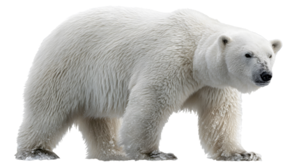 Polar bears, isolated transparent background
