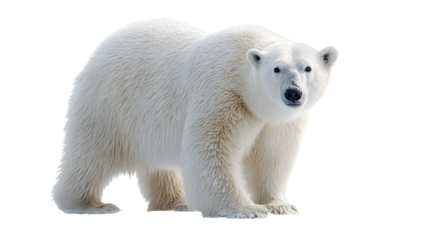 Polar bears, isolated transparent background
