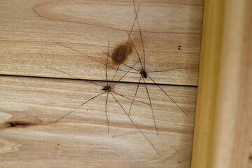 Two Daddy Longleg Spiders on Wooden Surface &ndash; Macro Nature Photography of Arachnids