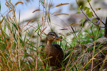 wild duck in the grass