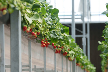 Close-up shot of ripe red strawberries hanging on lush green plants in a greenhouse. The berries...