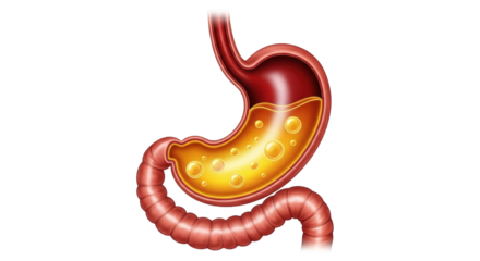 Isolated anatomical illustration of human stomach containing gastric fluids and digestive system