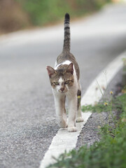 a cat walkig o side road and play on floor 