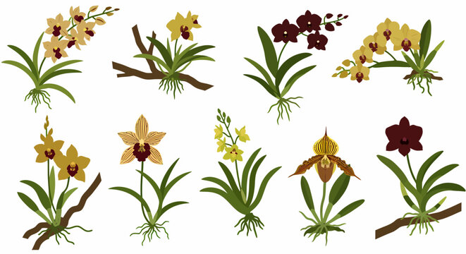Various orchid species illustrated on a white background