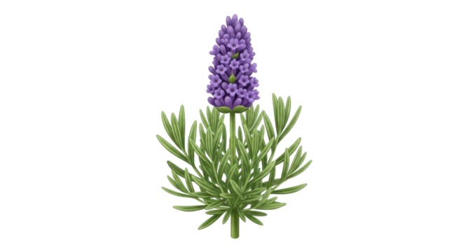 Isolated lavender flower, botanical illustration for product design and decor elements, vector