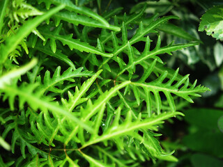 polyscia green in garden and background 