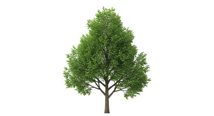 Isolated mature tree with dense green leaves ready to plant in landscape or urban projects