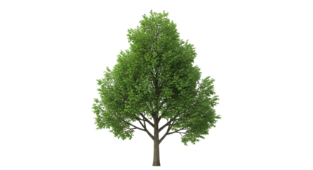 Isolated mature tree with dense green leaves ready to plant in landscape or urban projects