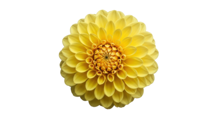 Isolated dahlia flower with beautiful yellow petals, single bloom, floral arrangement element