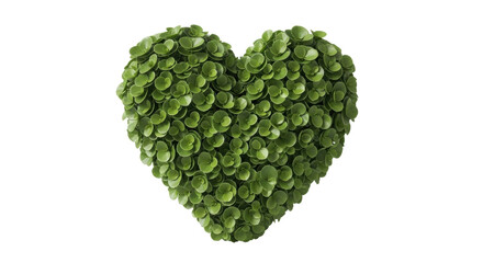 Isolated heart shaped topiary shrub with small round leaves, lush growth, garden art