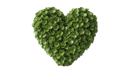 Isolated heart shaped topiary shrub with small round leaves, lush growth, garden art