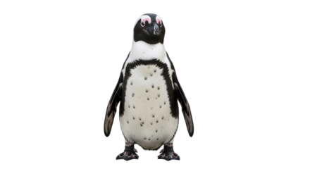 Isolated African penguin standing, bird with black and white feathers, looking straight ahead