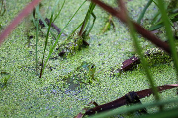 Green Frog in Duckweed