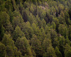 forest in the mountains