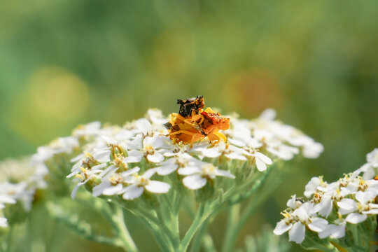 Ambush Bugs Mating on Yarrow Flower in Garden Macro Closeup