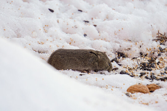 Small Vole Rodent Eats Seeds Off Snow in Winter Maine New England North American Wildlife