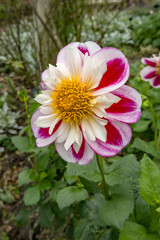 Obraz premium Dahlia Bumble Rumble