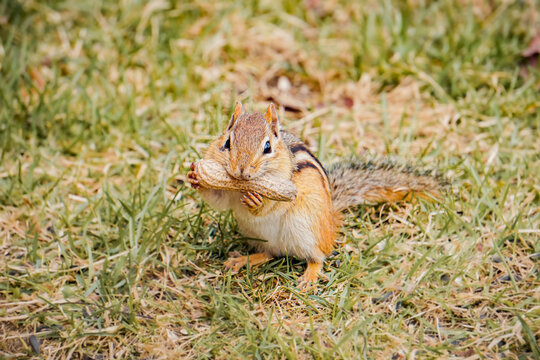 Chipmunk Eats Peanut in Macro Closeup Maine New England North American Wildlife
