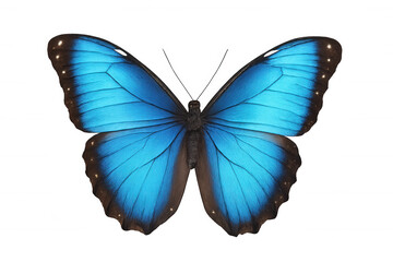 Obraz premium Blue morpho butterfly with bright iridescent wings. Tropical insect with open wings on transparent background