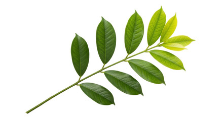 Isolated tropical young leaves on branch stem, spring plant growth and botany foliage nature