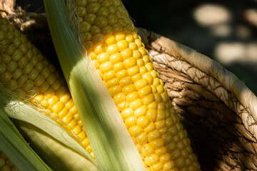 Freshly harvested yellow corn cobs with green husks are displayed in a wicker basket on a sunny farm day