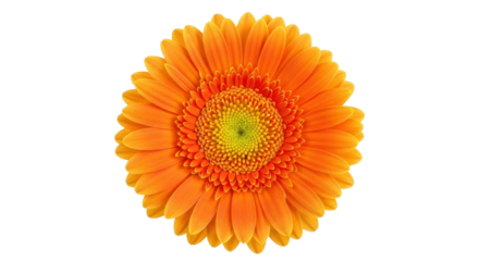 Isolated vibrant orange Gerbera daisy flower head with green center, springtime and summer bloom