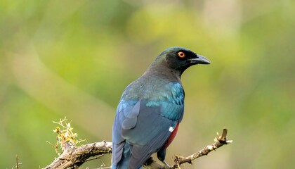 A close-up shot displays a stunning, perched bird with iridescent blue-green feathers, red accents, and piercing orange eyes, resting on a branch