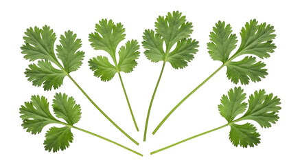 Isolated cilantro leaves in a cluster arrangement offering a culinary herb element concept design