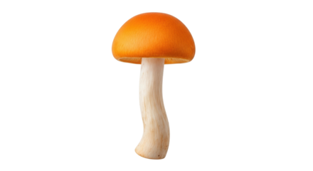 Isolated orange mushroom with smooth cap and stem, forest fungus, botanical subject