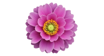 Isolated Elegant Dahlia Flower Head - Romantic, Pretty, Vibrant, Delicate, Floral, Blossom