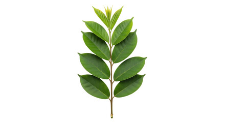 Isolated leafy branch of star fruit tree, lush foliage on twig, tropical plant, leaf detail