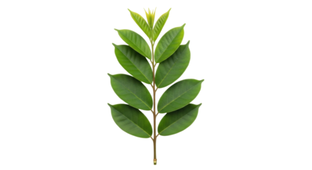 Isolated leafy branch of star fruit tree, lush foliage on twig, tropical plant, leaf detail