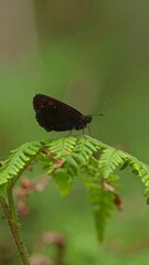A close-up shot features a dark butterfly perched atop vibrant green fern leaves, with a soft, blurred green background. The butterfly's wings are slightly open