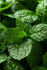 Fresh and vibrant composition with skincare or wellness product and enhanced peppermint leaves. Minimalist layout with natural ingredients and clean lighting.