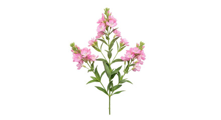 Fototapeta premium Isolated Pink Stock Flower Spray with Green Leaves for Crafting and Floral Designs