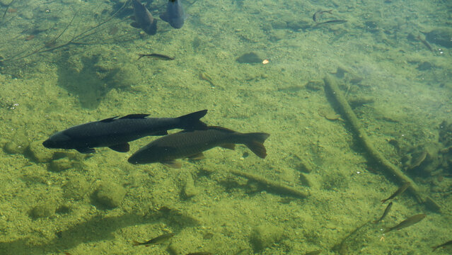 Fische im Hechtsee