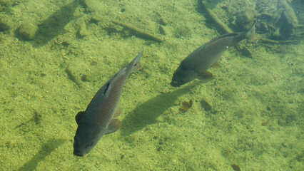 Fototapeta premium Fische im Hechtsee