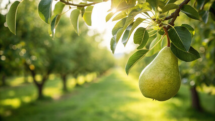 Pear on tree in garden, Pears on tree in natural warm sunlight background