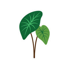 Elephant ear plant on white background vector art illustration