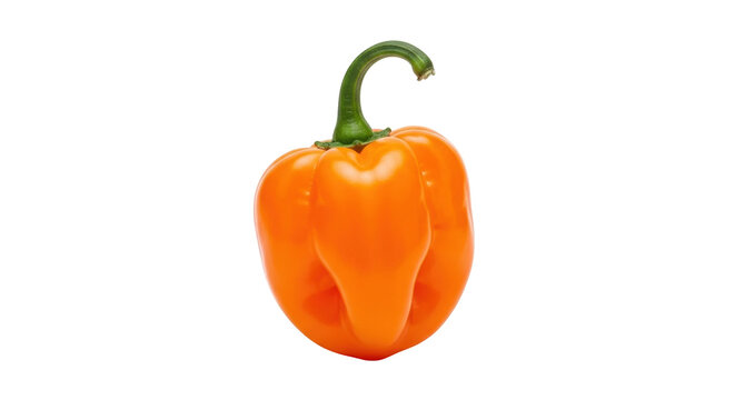 Isolated orange habanero pepper, a hot chili pepper used as a spice ingredient in cooking