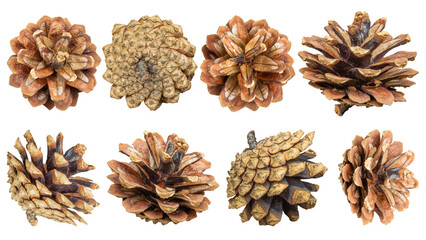 A collection of realistic pine cones isolated on a transparent background.