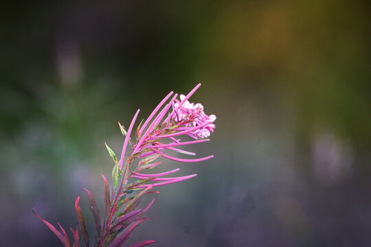 Chamaenerion angustifolium, commonly known rosebay willowherb, Warwickshire September 2025